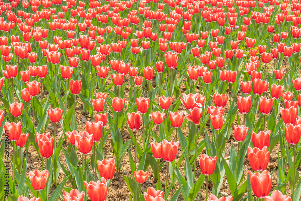 Tulips in spring