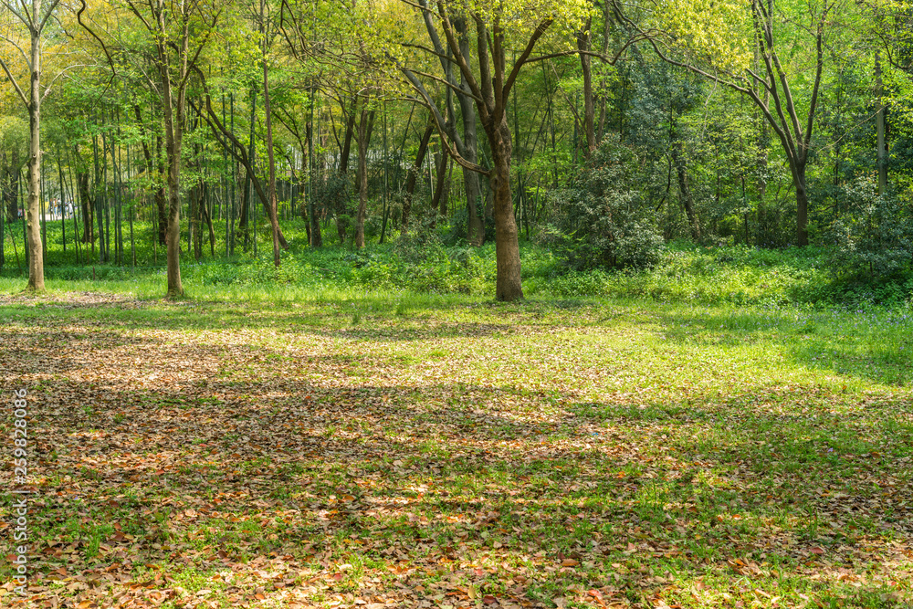 Empty ground in the forest with fallen leaves