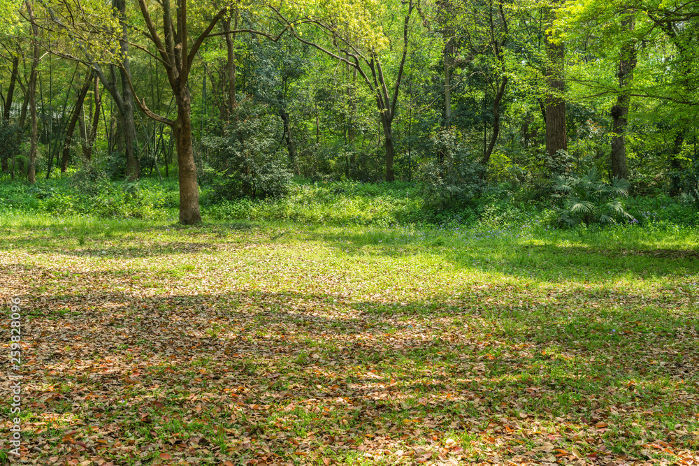 Empty ground in the forest with fallen leaves