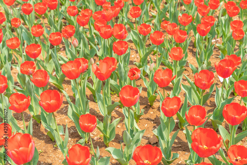 Obraz na płótnie Tulips in spring w salonie