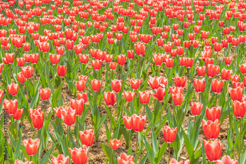 Obraz na płótnie Tulips in spring w salonie