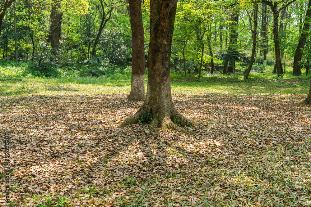 Empty ground in the forest with fallen leaves