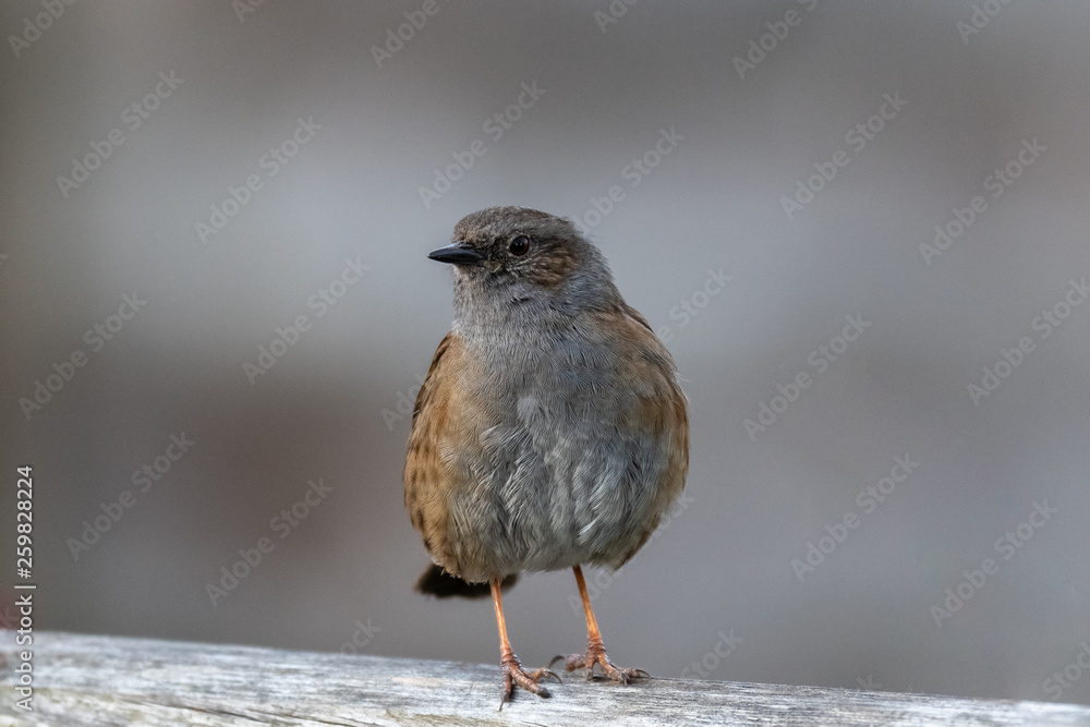 Dunnock (Prunella modularis) Dunnock (Prunella modularis)