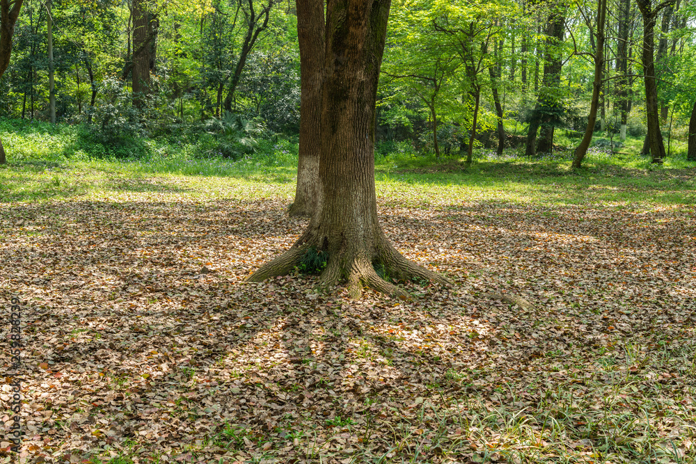Empty ground in the forest with fallen leaves
