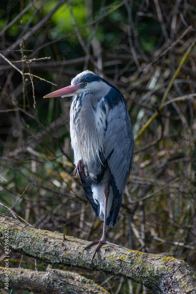 Fototapeta premium Grey heron (Ardea cinerea)