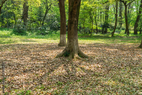 Obraz na płótnie Empty ground in the forest with fallen leaves w salonie