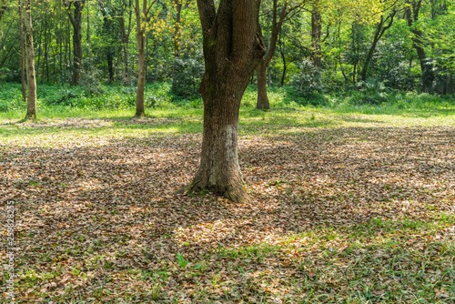 Empty ground in the forest with fallen leaves