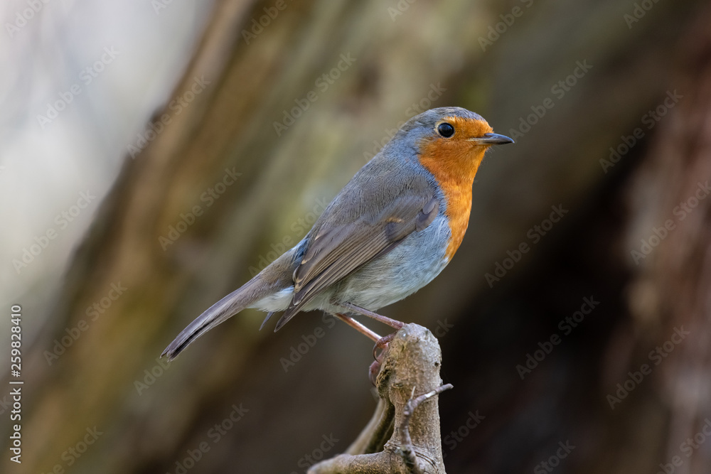 European robin (Erithacus rubecula) European robin (Erithacus rubecula)