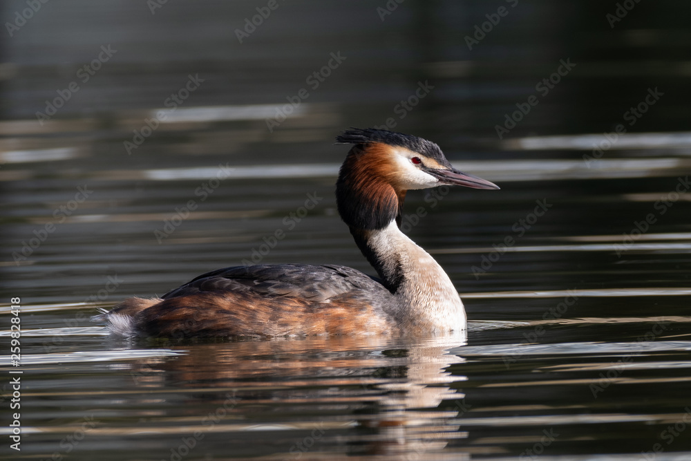 Great crested grebe (Podiceps cristatus) Great crested grebe (Podiceps cristatus)