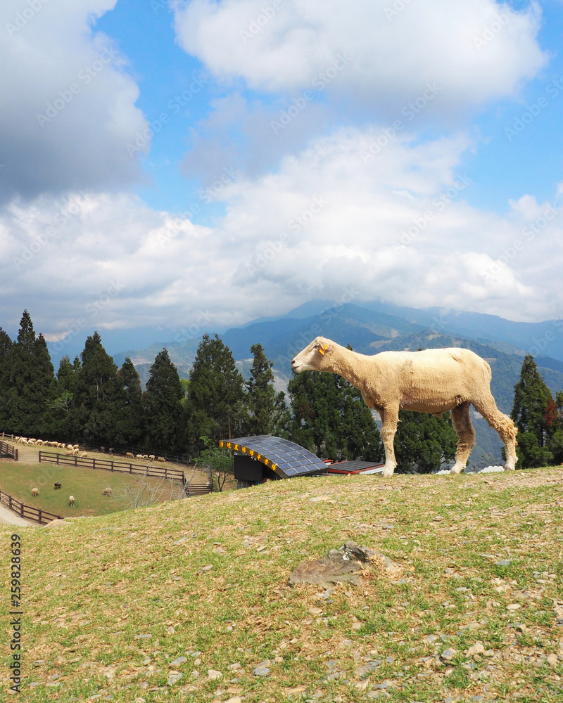 Naklejka premium Taiwan sheep beautiful background