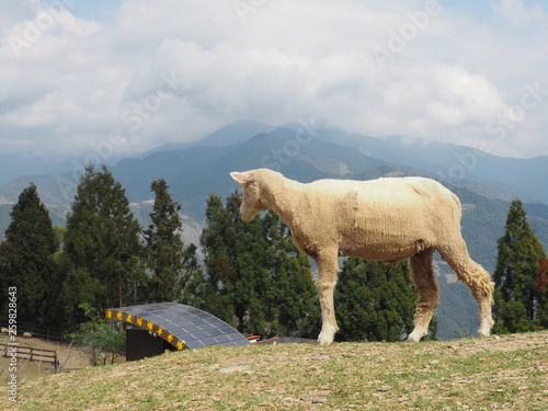 Taiwan sheep beautiful background photo