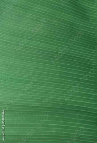 banana leaf green background