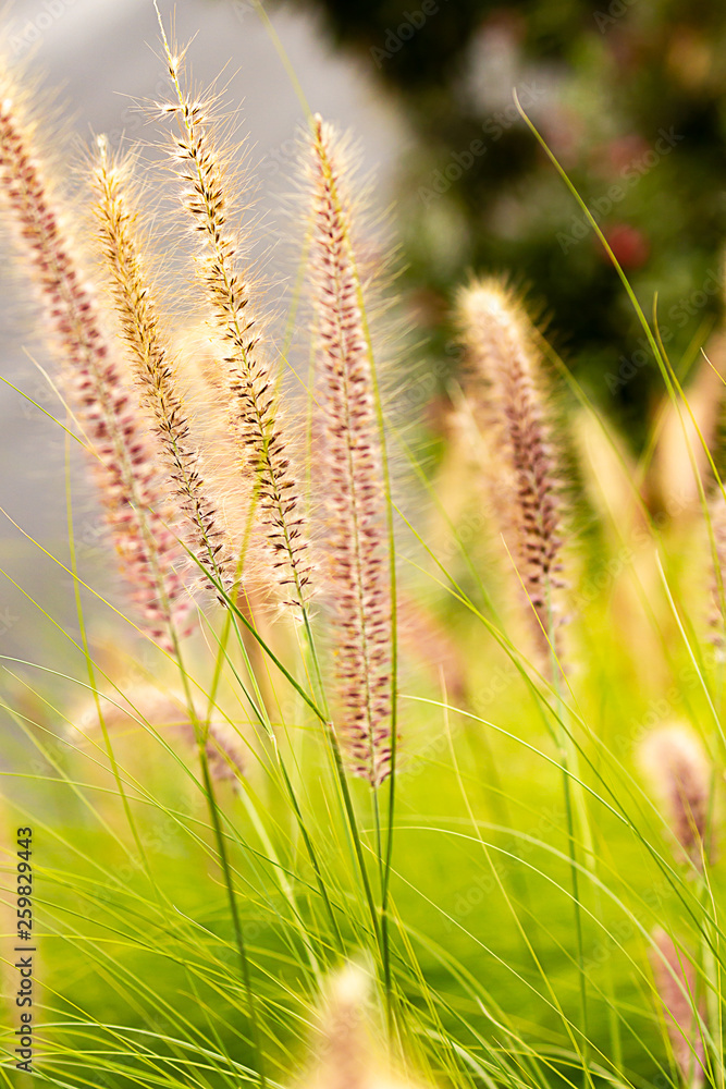 penniselum grass in red or purple, ornamental grass penniselum grass in red or purple, ornamental grass