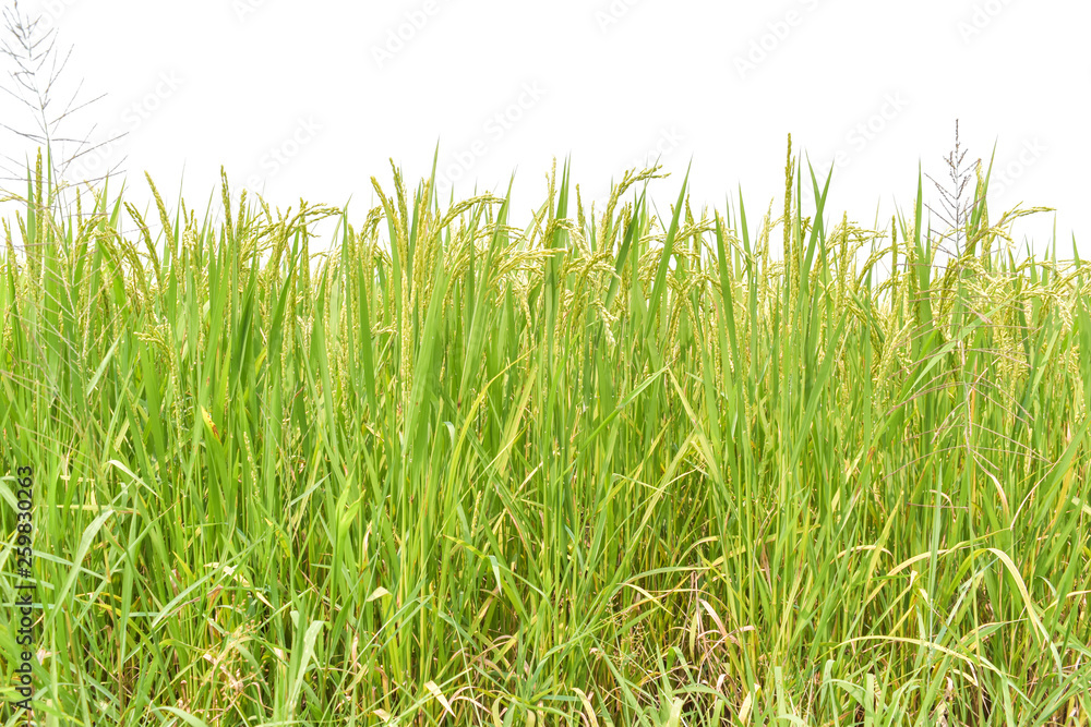 Fototapeta premium Green rice field isolated on white background.