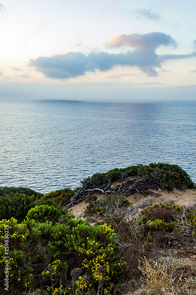 cliff side plants with view of pacific ocean cliff side plants with view of pacific ocean