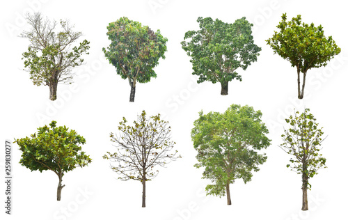 Set of tree isolated on white background with clipping path