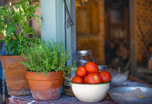 fresh tomatoes in greenhouse