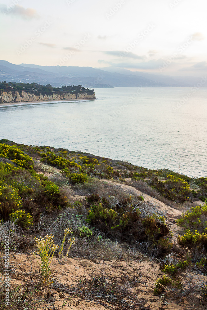 Obraz premium blooming wildflowers on cliff overlooking pacific ocean with peninsulla