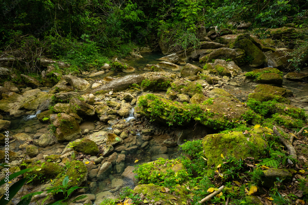 Wild Rainforest in Puerto Rico. Waterfall and river. Wild Rainforest in Puerto Rico. Waterfall and river.