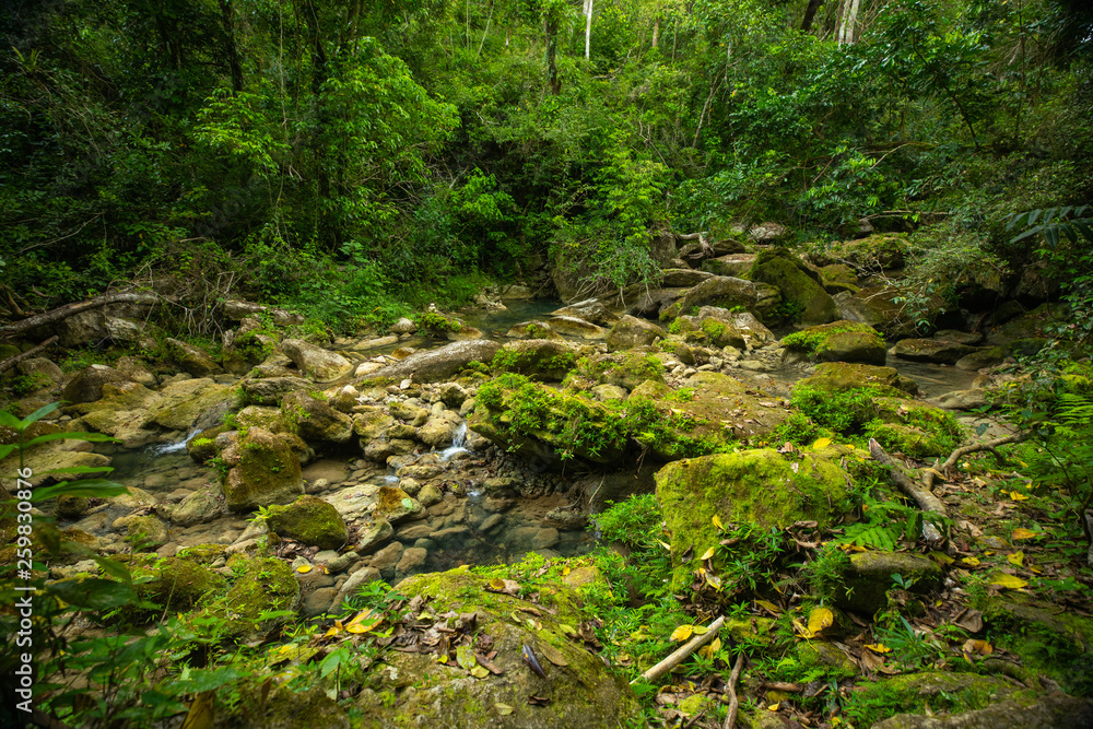 Wild Rainforest in Puerto Rico. Waterfall and river. 