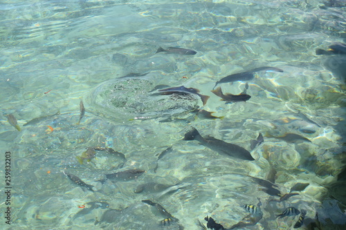 Bocas del Toro  Panam   