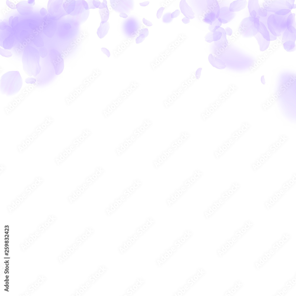 Violet flower petals falling down. Adorable romant Violet flower petals falling down. Adorable romant