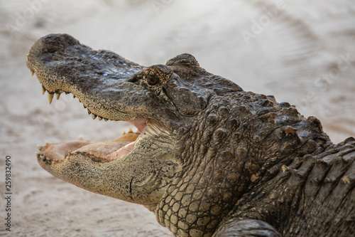 American Alligator head in Florida swamps. Everglades National Park. Florida. USA. 