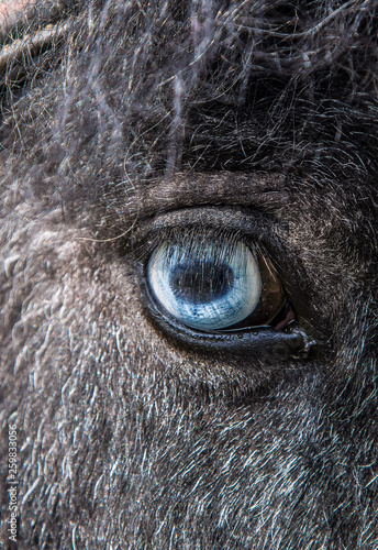 Blue eye pony big