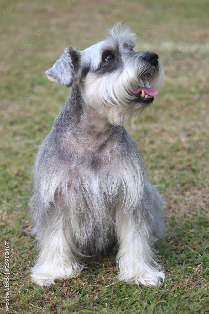 Pequeno Pet no Parque Pequeno Pet no Parque