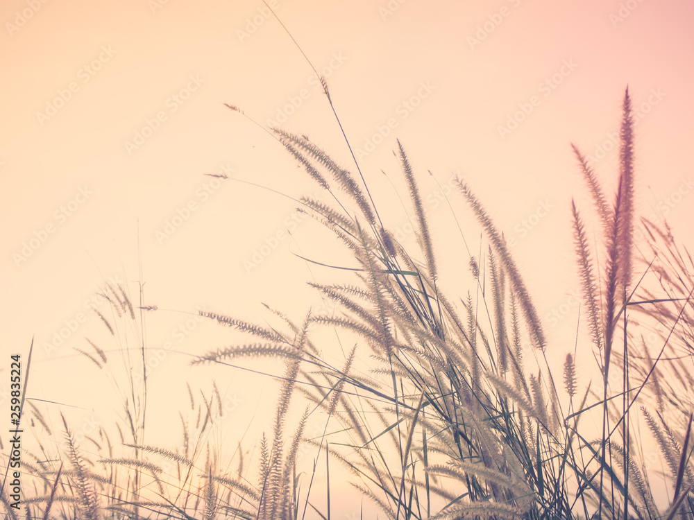 Grass flower in soft focus and blurred warm vintage tone spring summer season for background wild nature Grass flower in soft focus and blurred warm vintage tone spring summer season for background wild nature