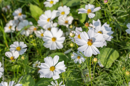 daisies in the grass