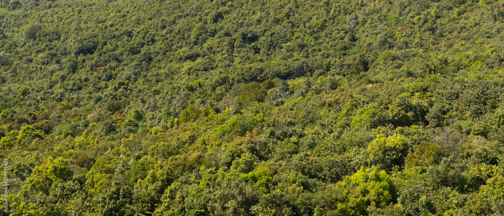 Panoramic texture of the rainforest from the height of flight