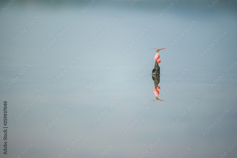 Dragonflies perched on on the eggs of shellfish are reflected in the lake.