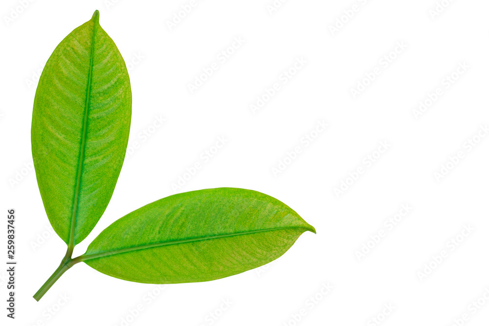 Fototapeta premium The twig of green leaves isolated on white background. Summer spring concept.