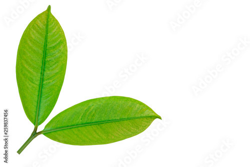 The twig of green leaves isolated on white background. Summer spring concept.