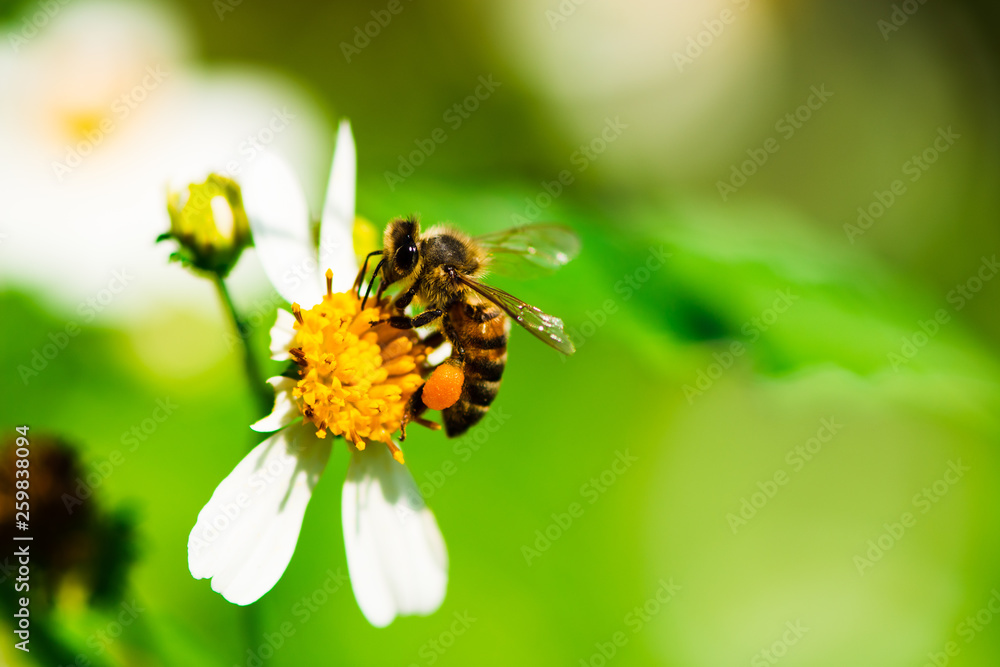 Close up of bee pollinates on yellow beautiful flower (asteraceae) pollen on green nature blurred background Close up of bee pollinates on yellow beautiful flower (asteraceae) pollen on green nature blurred background