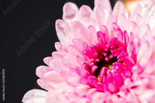 Closeup image of pink chrysanthemum flower with dark background.