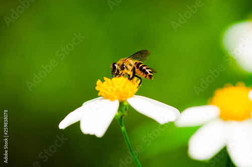Close up of bee pollinates on yellow beautiful flower (asteraceae) pollen on green nature blurred background