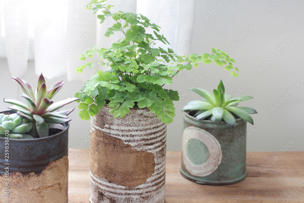 Fototapeta premium 白いカーテン越しに飾ってるリメイク缶に入れた観葉植物
