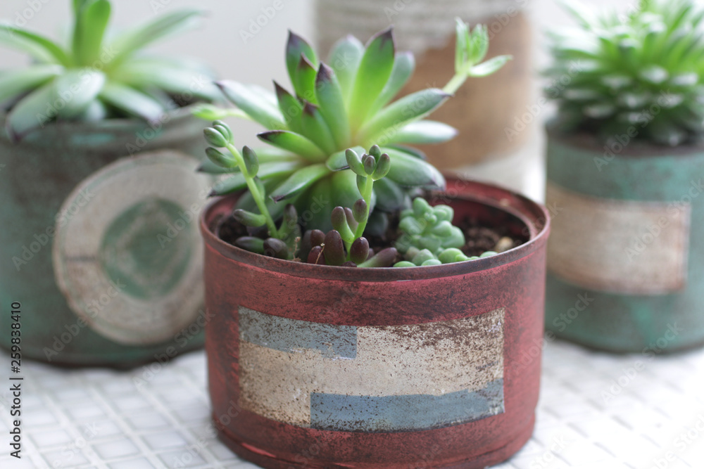 白いカーテン越しに飾ってるリメイク缶に入れた観葉植物 Stock Photo