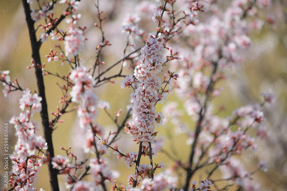 cherry blossom in spring cherry blossom in spring