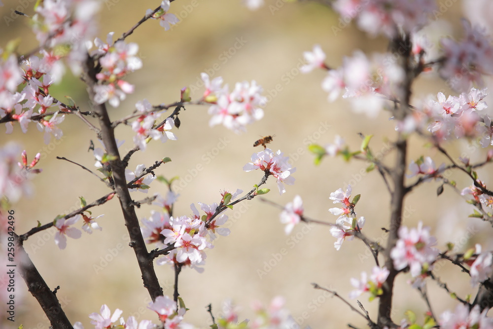 Obraz premium cherry blossom in spring