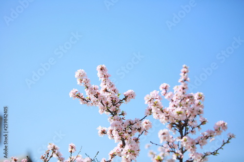 cherry blossom in spring