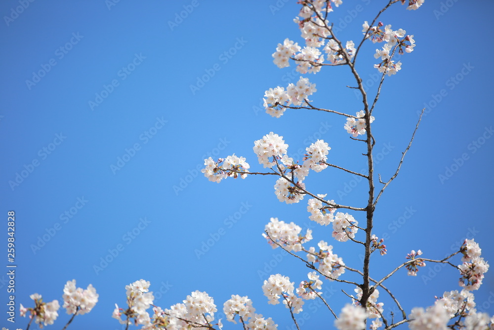 cherry blossom in spring cherry blossom in spring