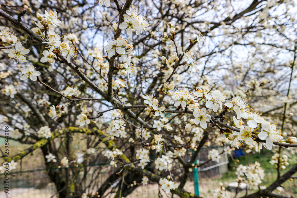 Obraz premium blooming wild cherry tree in spring