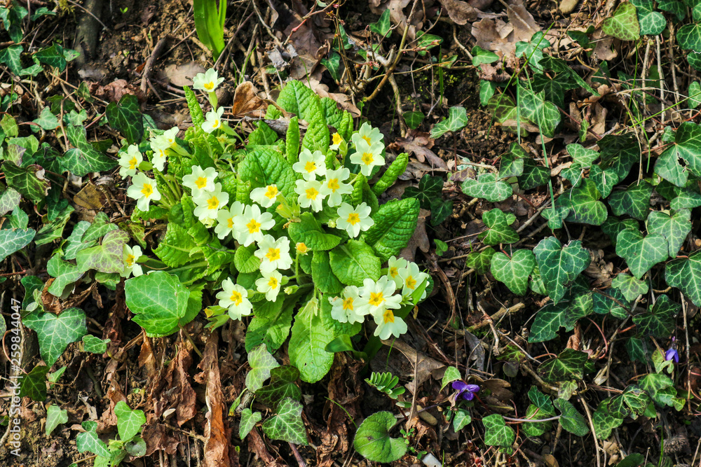 Wild yellow primrose (primula) surrounded by grass in the spring forest Wild yellow primrose (primula) surrounded by grass in the spring forest