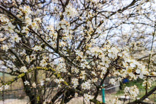 blooming wild cherry tree in spring