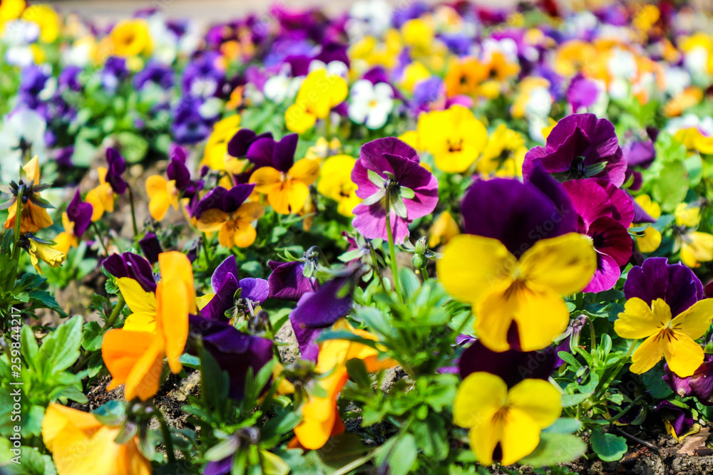 Beautiful colorful yellow and purple pansies flowers in the spring garden