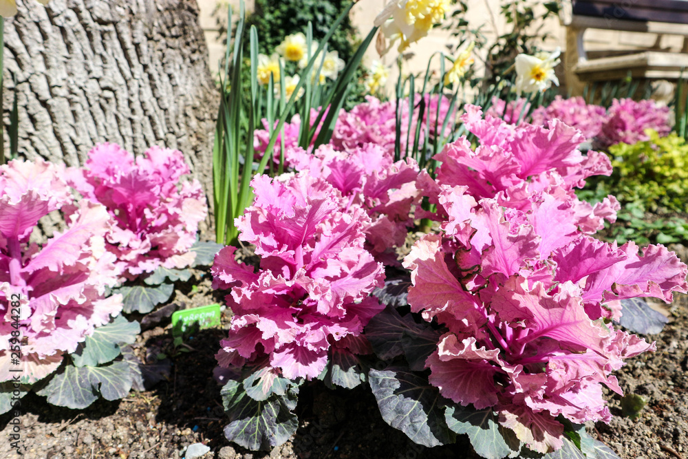 ornamental cabbage and daffodils flowers in the garden ornamental cabbage and daffodils flowers in the garden