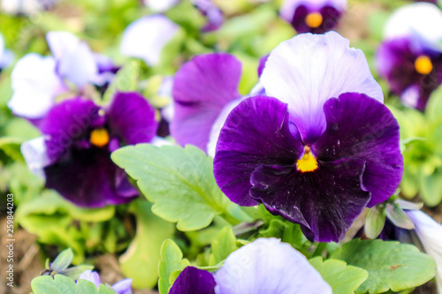 Big purple pansy flower in the garden closeup